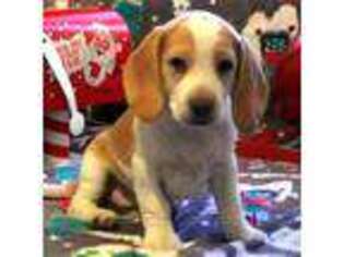 Beagle Puppy for sale in Colorado Springs, CO, USA