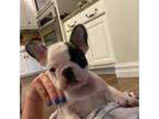 French Bulldog Puppy for sale in Bixby, OK, USA