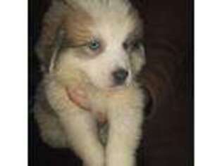 Great Pyrenees Puppy for sale in Hammond, LA, USA