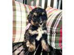 Mutt Puppy for sale in Talking Rock, GA, USA