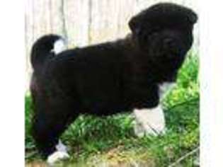 Akita Puppy for sale in Greenville, WV, USA