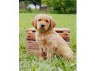 Golden Retriever Puppy for sale in Lisbon, OH, USA
