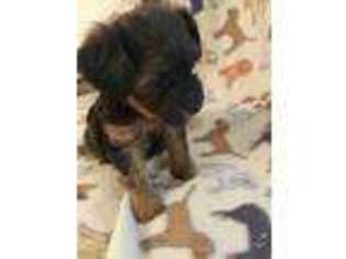 Yorkshire Terrier Puppy for sale in Bowie, TX, USA
