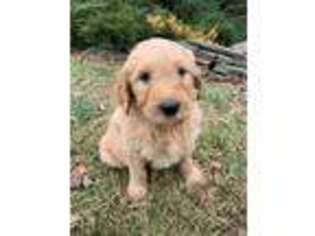 Goldendoodle Puppy for sale in Shippensburg, PA, USA