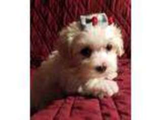 Maltese Puppy for sale in Fort Lauderdale, FL, USA