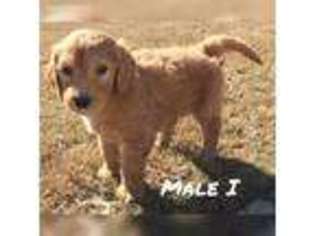 Goldendoodle Puppy for sale in Newberry, FL, USA