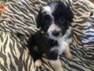 Mutt Puppy for sale in Williamstown, KY, USA