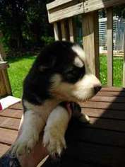 Siberian Husky Puppy for sale in Claremont, NC, USA