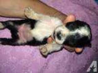 Mutt Puppy for sale in BLAIRSVILLE, GA, USA