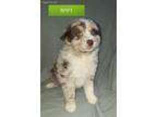 Australian Shepherd Puppy for sale in Hampton, MN, USA