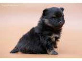 Pomeranian Puppy for sale in Moses Lake, WA, USA