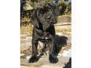 Cane Corso Puppy for sale in Hill City, KS, USA