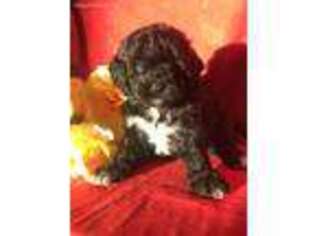 Lhasa Apso Puppy for sale in Mayslick, KY, USA