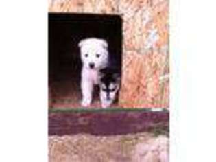 Mutt Puppy for sale in BEECH GROVE, IN, USA