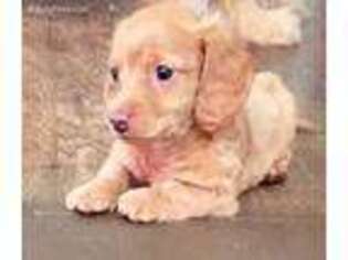 Dachshund Puppy for sale in Bay City, MI, USA
