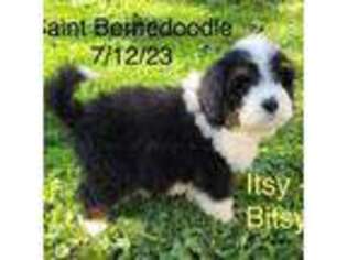 Mutt Puppy for sale in Geneva, OH, USA