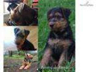 Airedale Terrier Puppy for sale in Louisville, KY, USA
