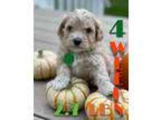 Goldendoodle Puppy for sale in Bedminster, NJ, USA