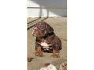Bulldog Puppy for sale in Drasco, AR, USA