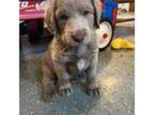 Weimaraner Puppy for sale in Blanchardville, WI, USA