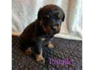 Rottweiler Puppy for sale in Bradford, NY, USA
