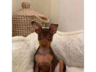 Miniature Pinscher Puppy for sale in Red Bank, NJ, USA