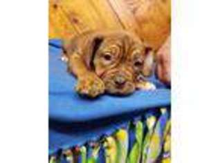 Olde English Bulldogge Puppy for sale in Penn Run, PA, USA