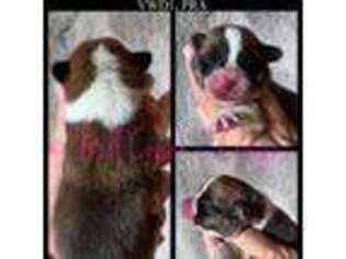 Pembroke Welsh Corgi Puppy for sale in Taylorsville, NC, USA