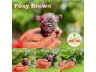 French Bulldog Puppy for sale in Bowie, MD, USA