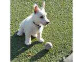 West Highland White Terrier Puppy for sale in Glendale, AZ, USA
