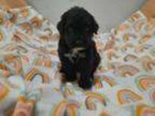 Portuguese Water Dog Puppy for sale in Washington, IN, USA