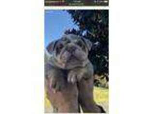 Bulldog Puppy for sale in Amityville, NY, USA