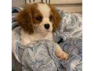 Cavalier King Charles Spaniel Puppy for sale in Deadwood, SD, USA