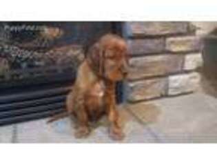 Irish Setter Puppy for sale in Middleton, ID, USA