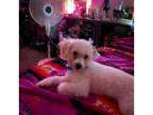 Bichon Frise Puppy for sale in Racine, WI, USA