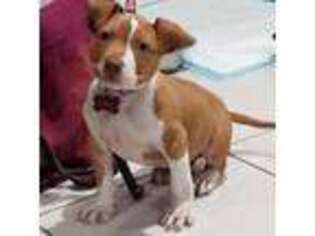 Mutt Puppy for sale in Port Saint Lucie, FL, USA