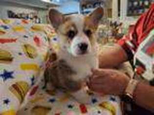 Pembroke Welsh Corgi Puppy for sale in Los Osos, CA, USA