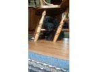 Newfoundland Puppy for sale in North Liberty, IN, USA