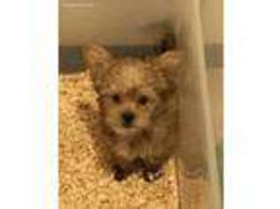 Yorkshire Terrier Puppy for sale in Cedar Hill, TX, USA