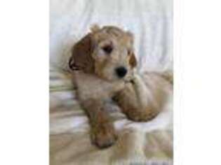 Goldendoodle Puppy for sale in Phelan, CA, USA