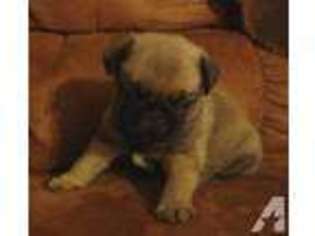 Pug Puppy for sale in SMITHFIELD, PA, USA