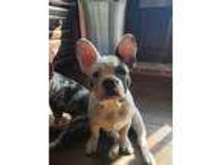 French Bulldog Puppy for sale in Brookings, OR, USA
