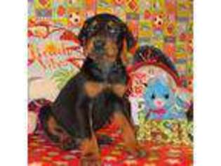 Doberman Pinscher Puppy for sale in London, KY, USA