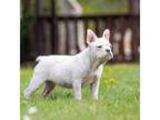 French Bulldog Puppy for sale in Milwaukee, WI, USA