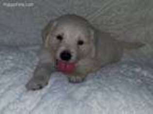 Golden Retriever Puppy for sale in Lowell, AR, USA