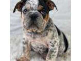 Bulldog Puppy for sale in Chesapeake, VA, USA
