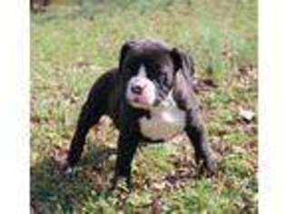 Valley Bulldog Puppy for sale in Chaptico, MD, USA