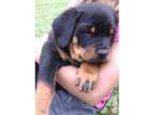 Rottweiler Puppy for sale in NEWFIELD, NY, USA