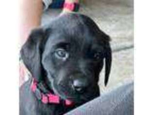 Labrador Retriever Puppy for sale in Aynor, SC, USA
