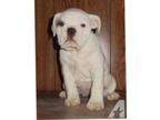 Olde English Bulldogge Puppy for sale in RACINE, WI, USA